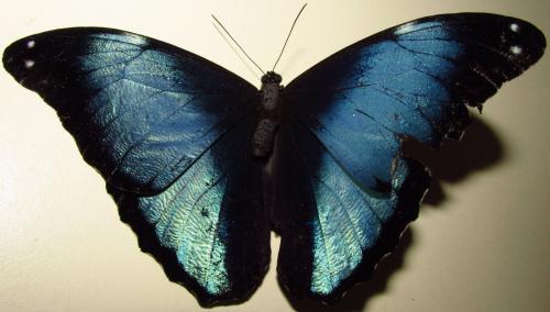 Morpho deidamia