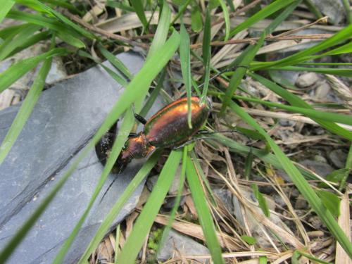 Carabus splendens