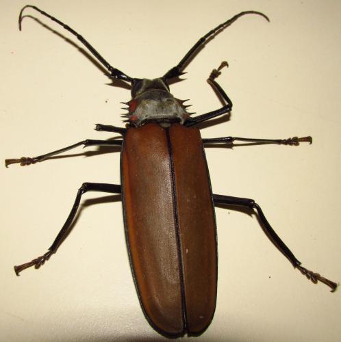 Enoplocerus armillatus