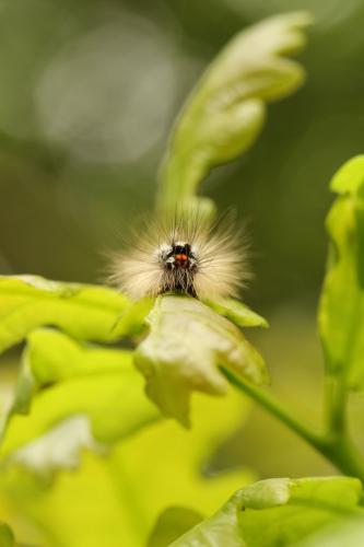 Euproctis similis