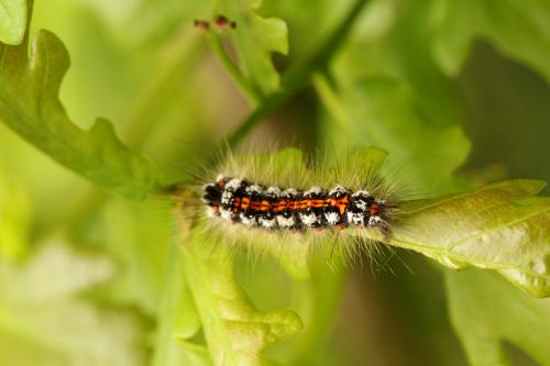 Euproctis similis