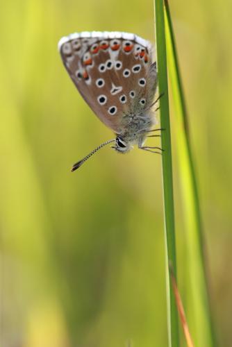 Polyommatus bellargus