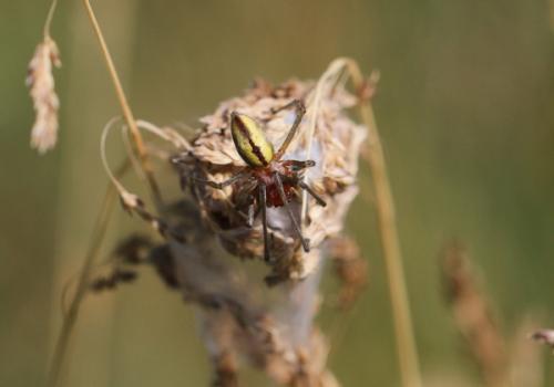 Cheiracanthium sp.