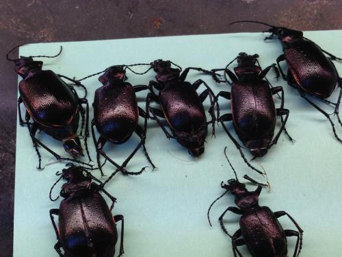 Réf. 141 014 : Calosoma inquisitor