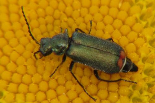 Réf. 141 476 : Malachius sp.