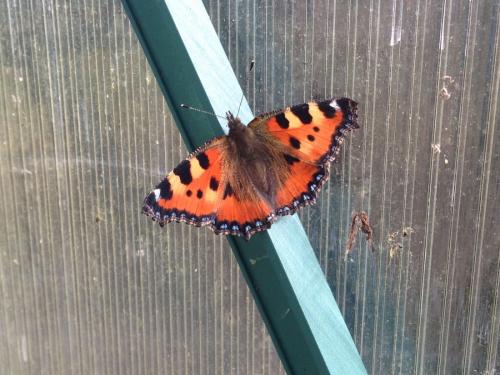 Aglais urticae