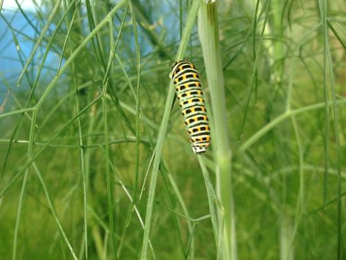 Papilio machaon