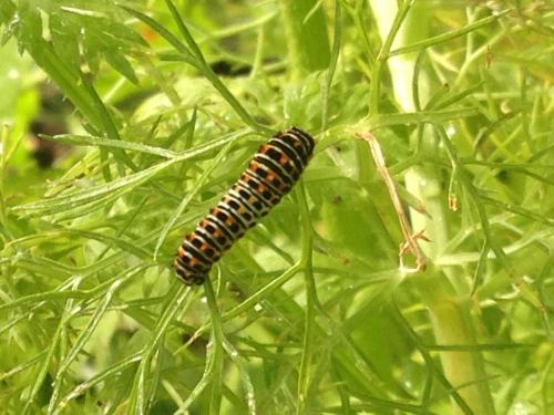 Papilio machaon