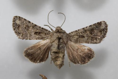 Anarta sodae
