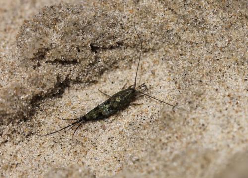 Petrobius sp.