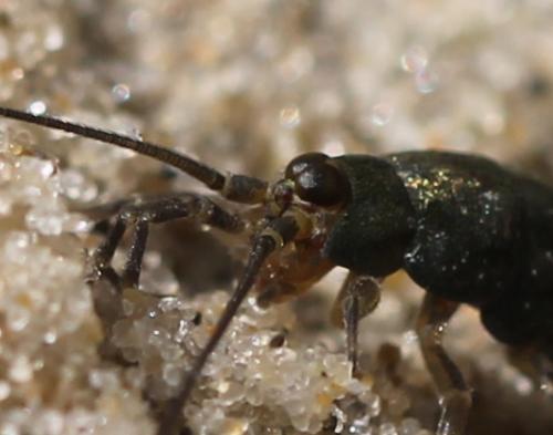 Petrobius sp.