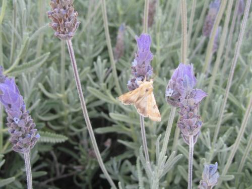 Réf. 141 795 : Heliothis peltigera