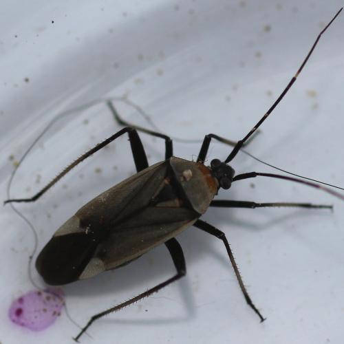 Réf. 141 362 : Calocoris nemoralis