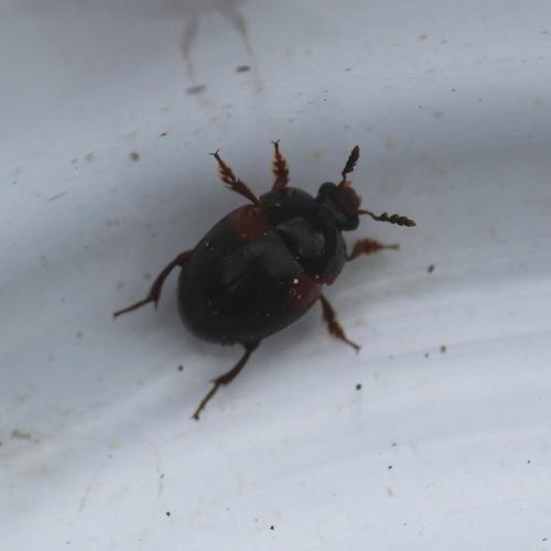 Anisotoma humeralis