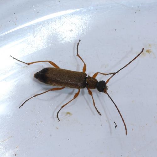 Réf. 141 405 : Grammoptera ustulata