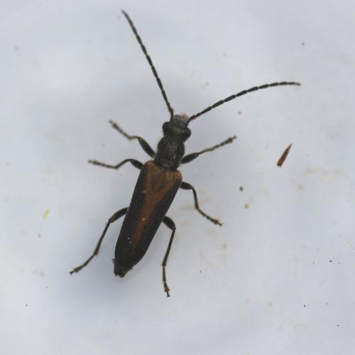 Réf. 141 543 : Anogcodes rufiventris