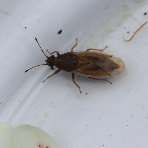 Cymus glandicolor