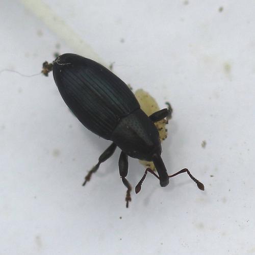 Aulacobaris lepidii