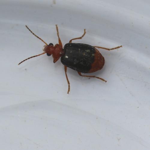 Réf. 141 997 : Lebia marginata
