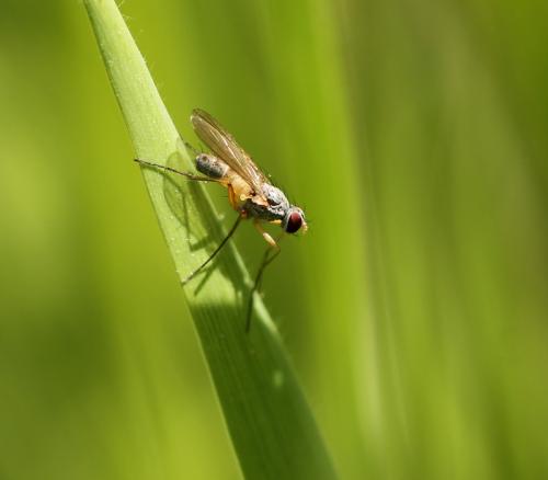 Spanochaeta dorsalis