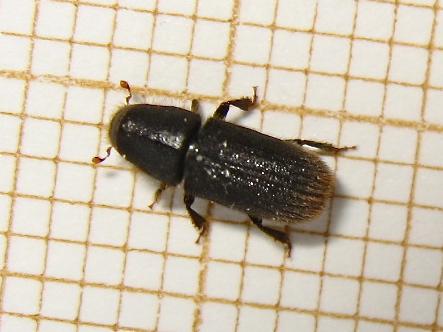Hylurgus ligniperda