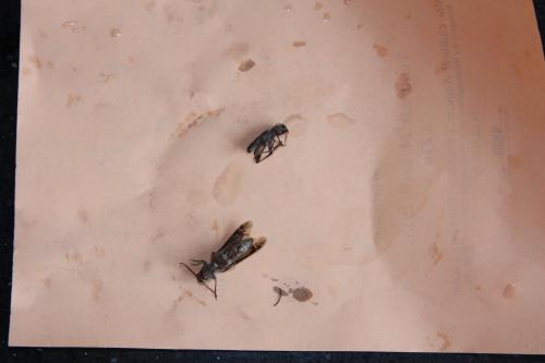 Xylotrechus stebbingi