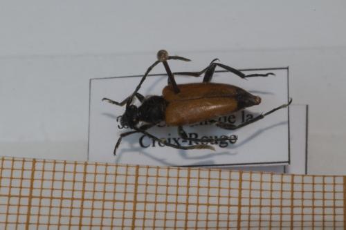 Stictoleptura fulva