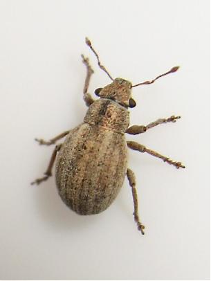 Réf. 141 594 : Strophosoma nebulosum