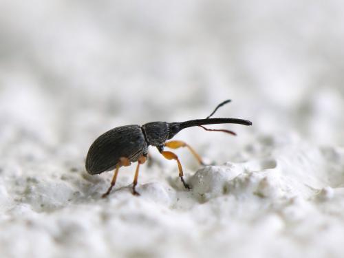 Rhopalapion longirostre