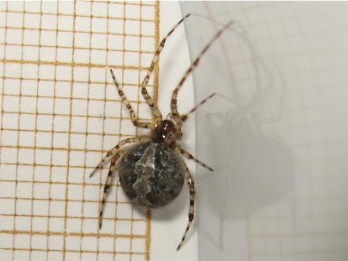 Theridion melanurum