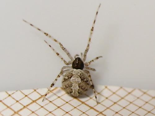 Theridion sp.