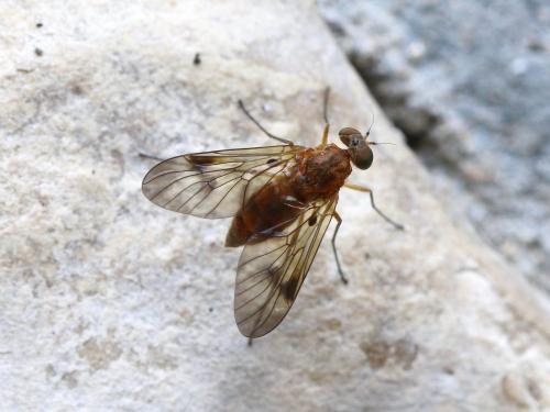 Chrysopilus sp.