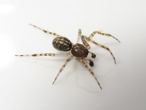 Theridion sp.
