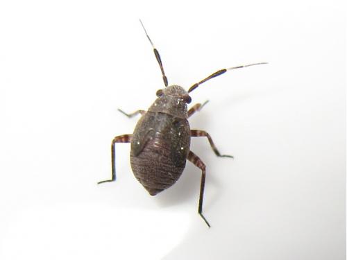 Réf. 141 124 : Capsus ater