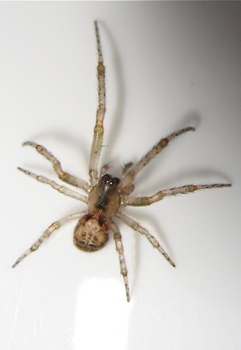 Zygiella atrica