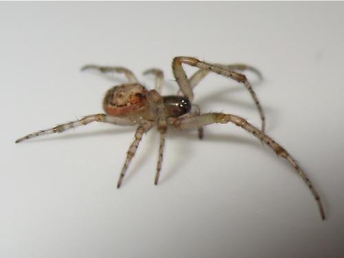Zygiella atrica