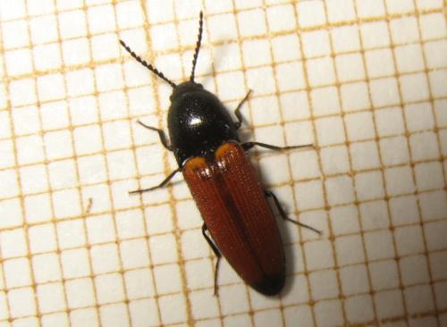 Réf. 141 183 : Ampedus elongatulus