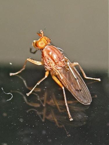 Tetanocera ferruginea