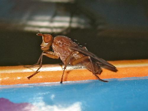 Tetanocera ferruginea