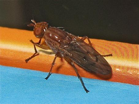 Tetanocera ferruginea