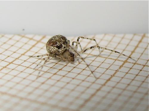 Réf. 141 942 : Platnickina tincta