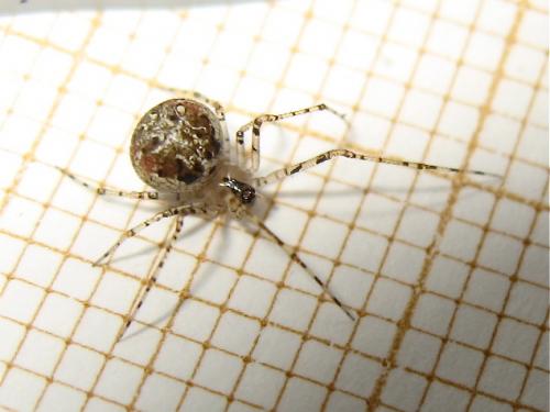 Réf. 141 943 : Platnickina tincta