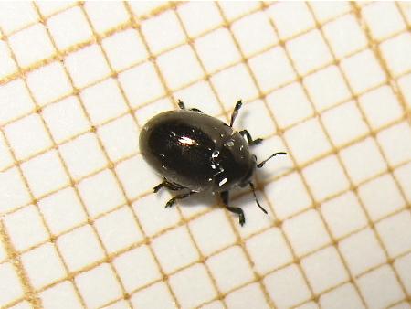 Réf. 141 808 : Oomorphus concolor
