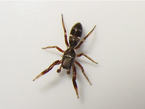 Synageles venator