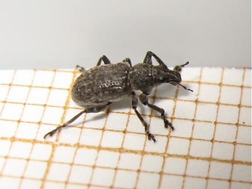 Coelositona cambricus