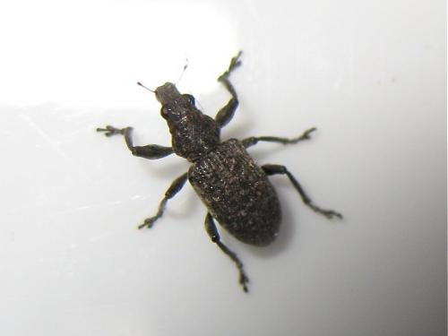 Réf. 141 955 : Coelositona cambricus