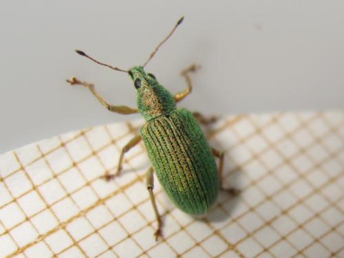 Réf. 141 793 : Polydrusus formosus