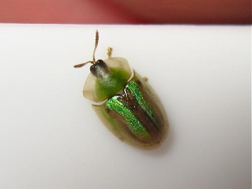 Réf. 141 675 : Cassida vittata
