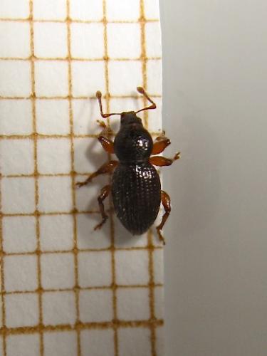 Réf. 141 733 : Exomias pellucidus