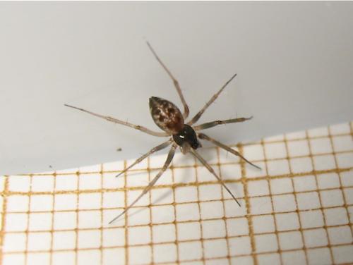 Réf. 141 731 : Tenuiphantes sp.